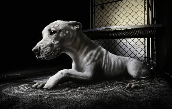 Photograph Nina Marie Rambo Adopt Today on One Eyeland